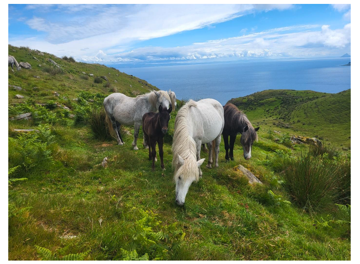 A group of semi-feral ponies grazing on open land.  