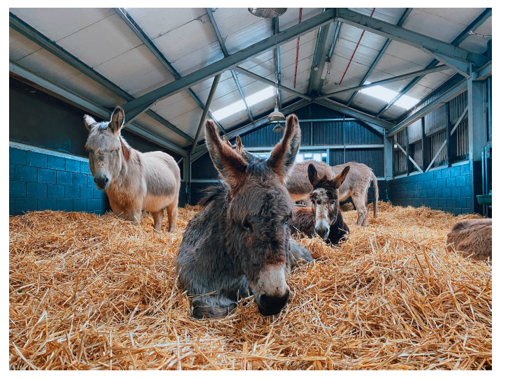 A group of donkeys in a large barn with no partitions, some lying on straw while others are standing. Image supplied and permission for use granted by The Donkey Sanctuary.
