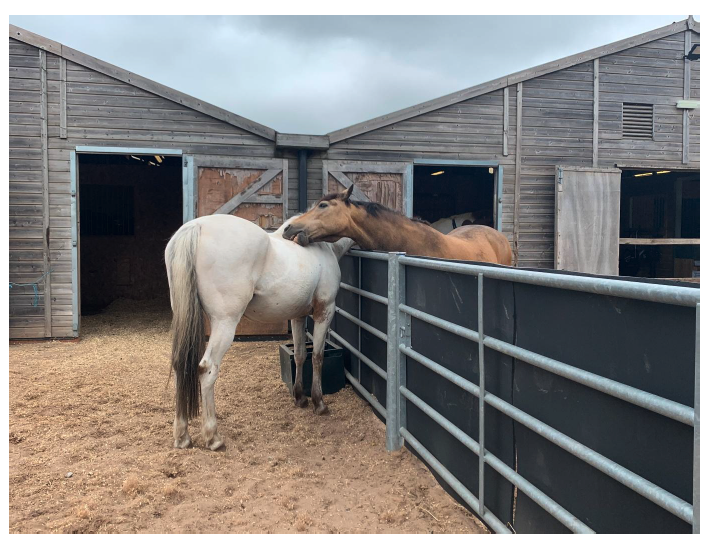 Two horses grooming each other over a partition. Image supplied and permission for use granted by The Horse Trust.