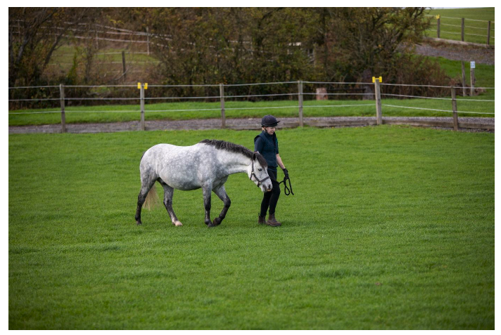 A horse being led across a grassy field by their handler, who is wearing a hard hat and gloves. Image supplied and permission for use granted by World Horse Welfare.