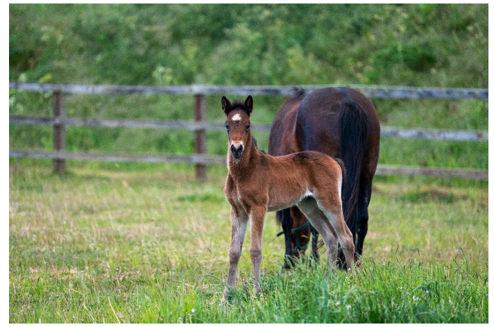 A mare and foal in a grassy field. Image supplied and permission use granted by World Horse Welfare.