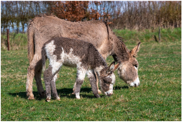 A jenny with her foal in a grassy field, both are grazing. Image supplied and permission for use granted by The Donkey Sanctuary.