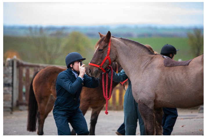 A veterinary surgeon examining a horse, who is standing still and being held by their handler. Image supplied and permission for use granted by World Horse Welfare.