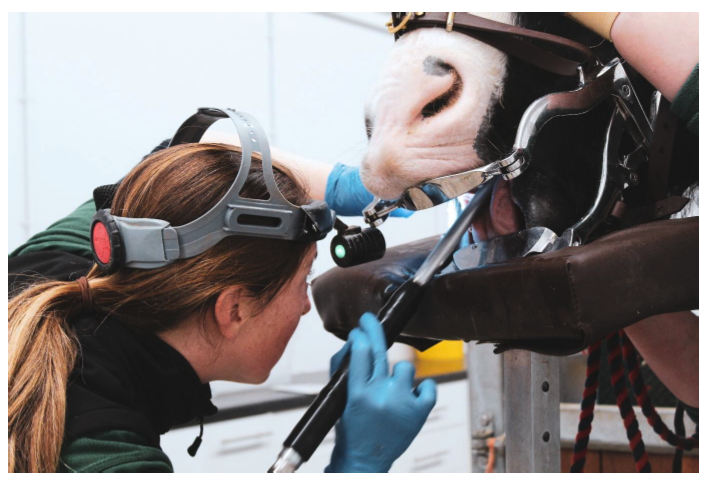 A horse has its mouth held open, while it is examined by a professional. Image supplied and permission for use granted by The Horse Trust.