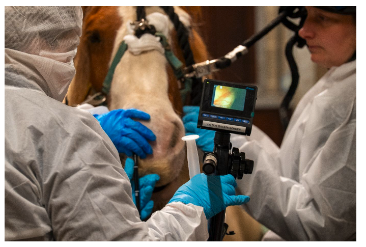A horse being assessed by a veterinary surgeon, who is wearing disposable coveralls for biosecurity. Image supplied and permission to use granted by World Horse Welfare.