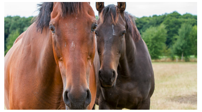Two horses looking into the camera. Image supplied and permission for use granted by World Horse Welfare.