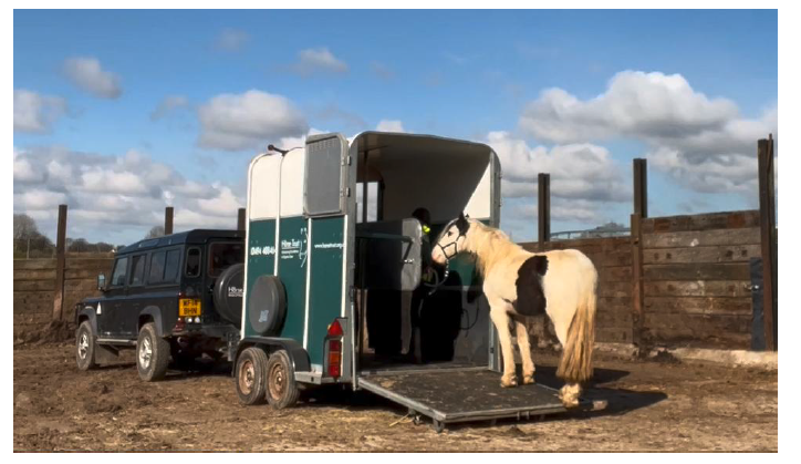 A horse being loaded onto a trailer. Image supplied and permission for use granted by The Horse Trust.
