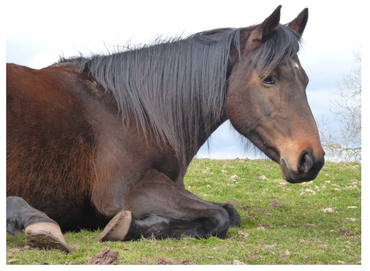 A horse lying down in a field. Image supplied and permission for use granted by T Coombs.
