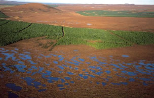 Peatland Restoration by The Royal Society for the Protection of Birds