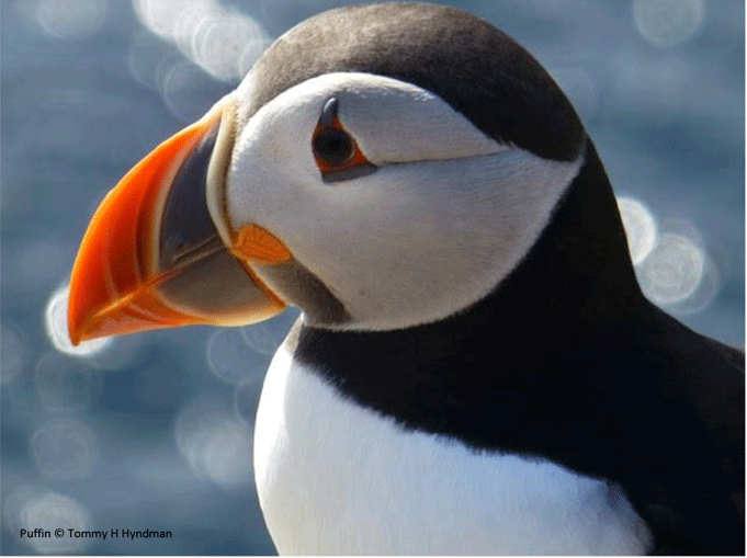 Image of a puffin taken by Tommy H Hyndman
