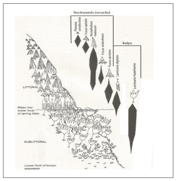 Figure 4: Generalised littoral and sublittoral zonation of wracks and kelps on a sheltered shore (adapted from Hiscock (1979))