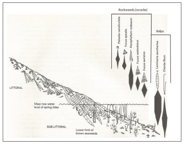 Figure 6: Generalised littoral and sublittoral zonation of wracks and kelps on a shore with a substratum of pebbles and gravel (adapted from Hiscock (1979))