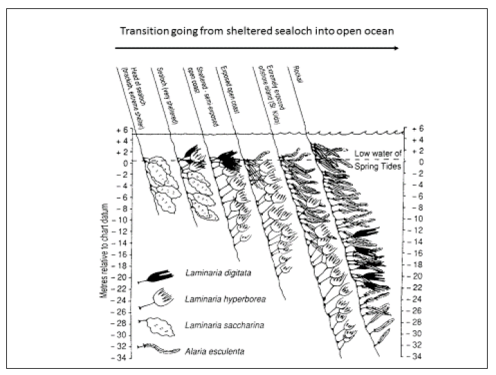 Figure 7: Depth transition of kelps from sheltered to exposed shores (adapted from Scott (1993).