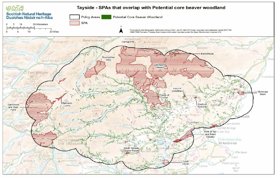 Map 5 - Tayside Special Protection Areas (SPAs) and potential core beaver woodland