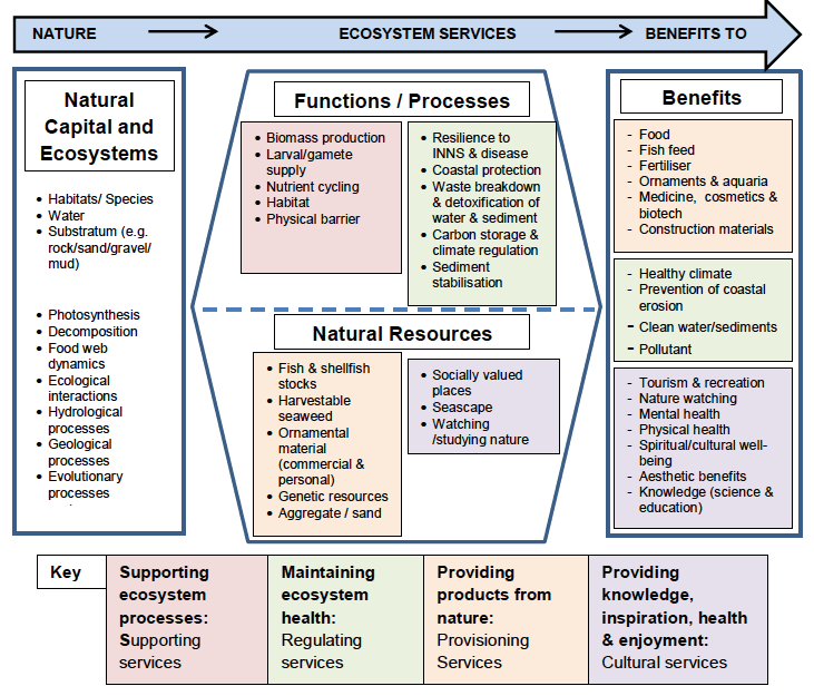 Figure 8. Nature has functions & processes and creates natural resources, all of which provide benefits for people.