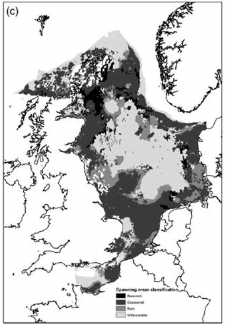 A map of the North Sea showing cod spawning habitat by recurrence. Darker areas indicate recurrent and occasional spawning, and lighter areas indicate rare and unfavourable spawning. In Scottish waters, significant ‘recurrent’ and ‘occasional’ spawning areas are found off the Moray Firth, the Northern Isles, and areas off Rattray head and Buchan Deep.