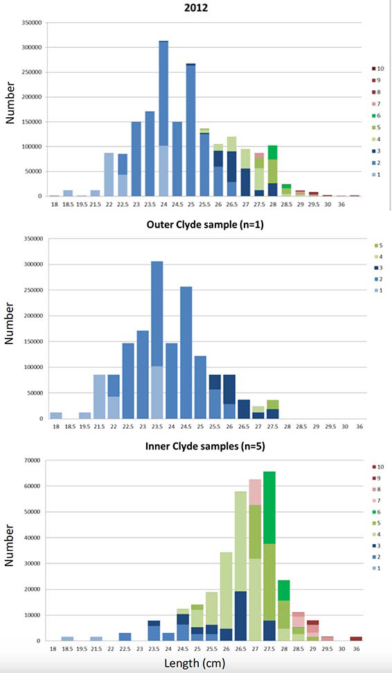 Figure showing length information for 2012 Clyde herring samples. Fish ranged from 18 to 36 cm, with a modal length of 24 cm.