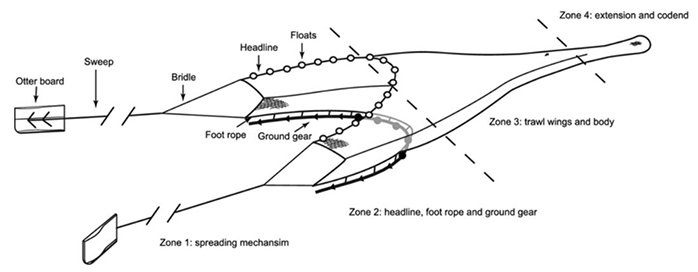 A diagram of a fishing net, showing the components from front (Sweeps and boards) to back (codend).