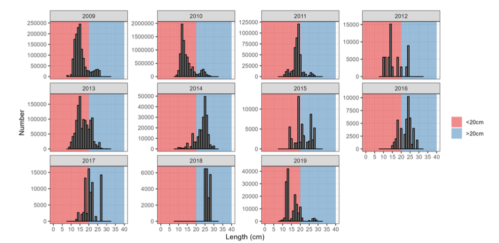 In 2009-2013 and 2019 the majority are under 20cm. In 2014 - 2018 the majority are over 20cm