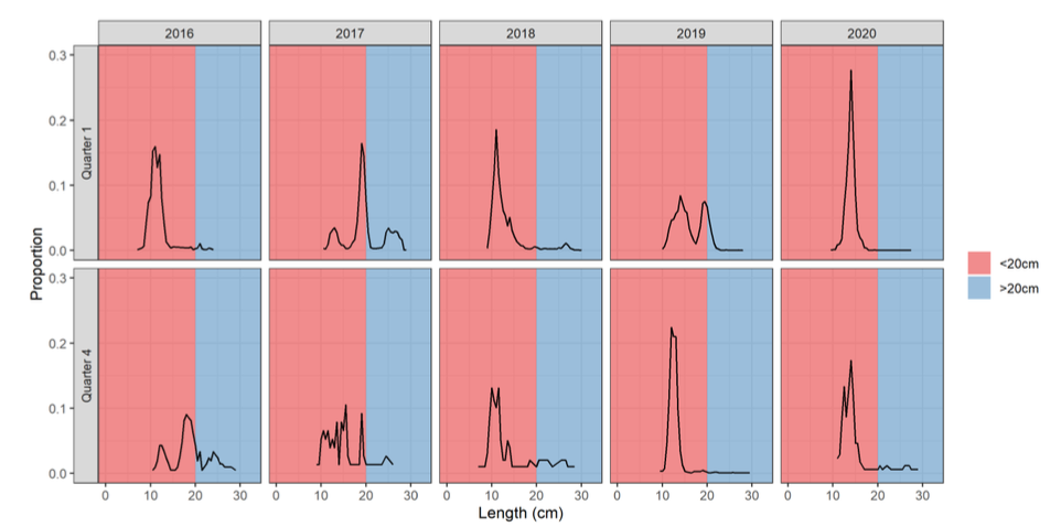 Fish under 20cm make up the majority in all years