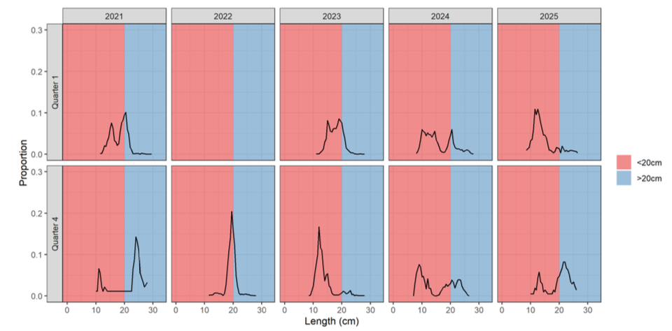 Fish under 20cm make up the majority in all years except Q4 2021 and 2025