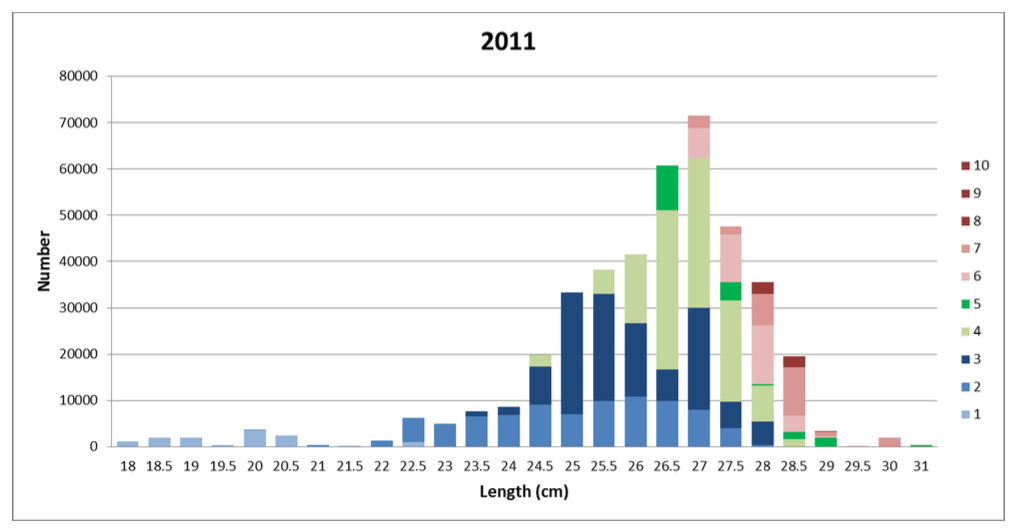 Fish ranged in size from 18 to 31 cm, with a modal length of 27 cm. The majority of fish at 27cm were 4 years old