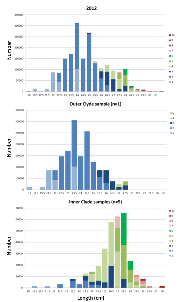 Size range of 18 to 36cm, with a modal of 24cm. Most fish are 2 and 4-5 years on in outer and inner Clyde respectively.