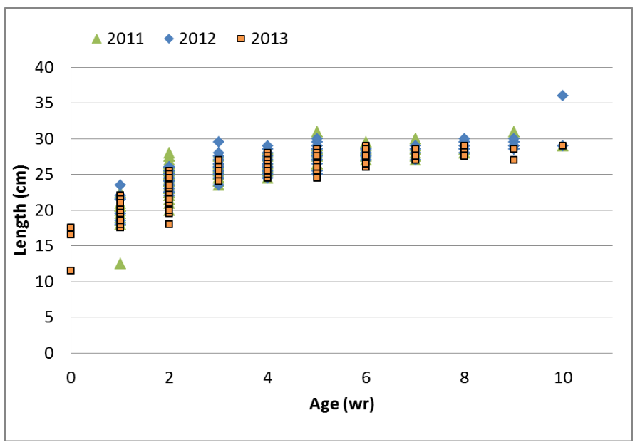 There is a gradual increase in length with age but levels out at around 27cm from the age of 4