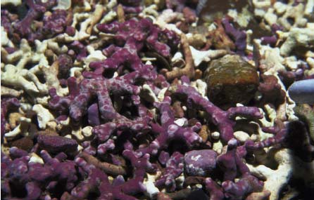 Figure 4.16 Maerl