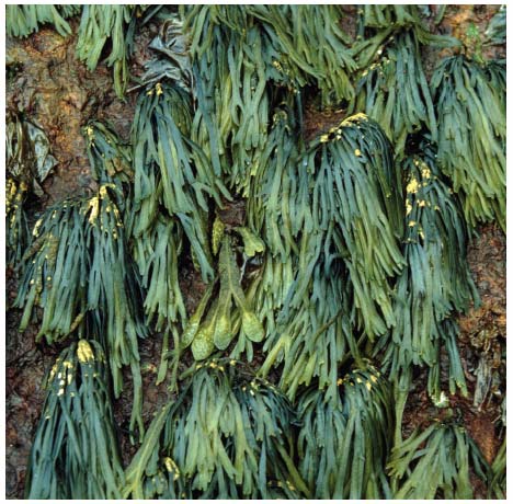 Figure 4.19 Fucus distichus