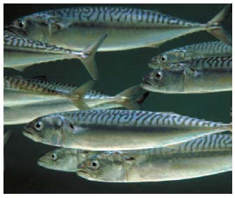Figure 4.21 Mackerel