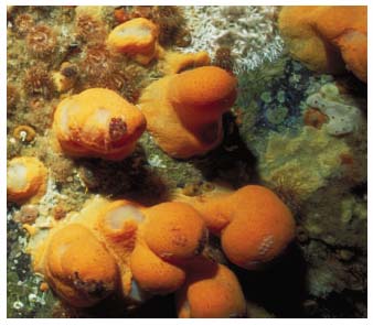Figure 4.22 Fragile sponge