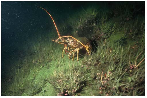 Figure 4.24 Spiny Lobster