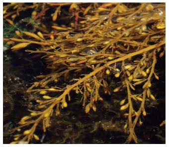 Figure 4.27 Wireweed