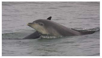 Figure 4.33 Bottlenose dolphin