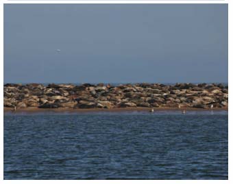 Figure 4.34 Grey seal haul-out site