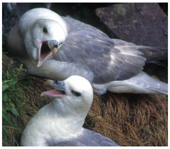 Figure 4.37 Kittiwake