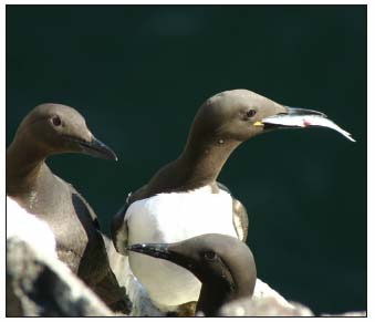 Figure 4.38 Guillemot with a meal of sprat