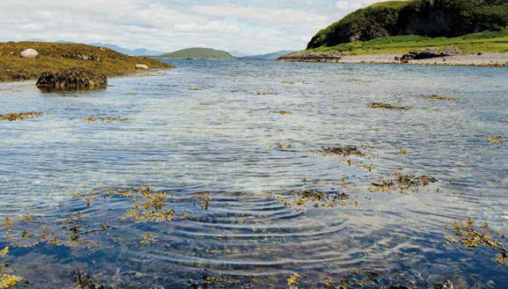 Kelp and seaweed at Ganavan Sands, Oban on the west coast of Scotland.