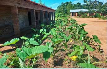 Vegetables growing in a Livingstonia primary school, Malawi, part of the Climate Justice Innovation Fund Living Trees project. Vegetables growing in a Livingstonia primary school, Malawi, part of the Climate Justice Innovation Fund Living Trees project.