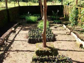 Conifer seedlings in a Livingstonia primary school, Malawi, part of the Climate Justice Innovation Fund Living Trees project. Conifer seedlings in a Livingstonia primary school, Malawi, part of the Climate Justice Innovation Fund Living Trees project.