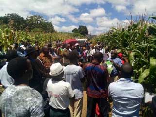 Farmers learning Conservation Agriculture techniques to combat fall armyworms in Malawi under Climate Justice Innovation Fund. Farmers learning Conservation Agriculture techniques to combat fall armyworms in Malawi under Climate Justice Innovation Fund.
