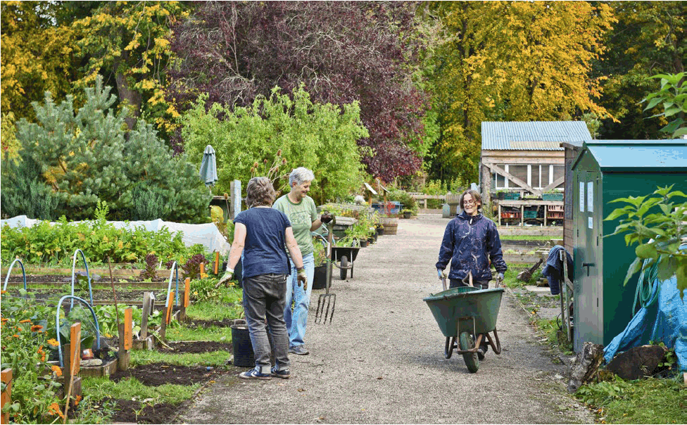 a photograph of three people gardening on an allotment