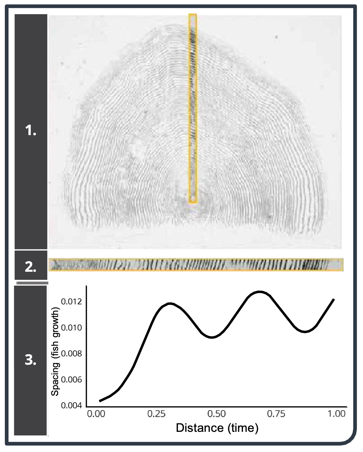 Prediction of the position of growth rings from high resolution images of wild Atlantic salmon scales, diagram to show how the curcili tool can be used to determine growth rates by cutting and analysing salmon scales 