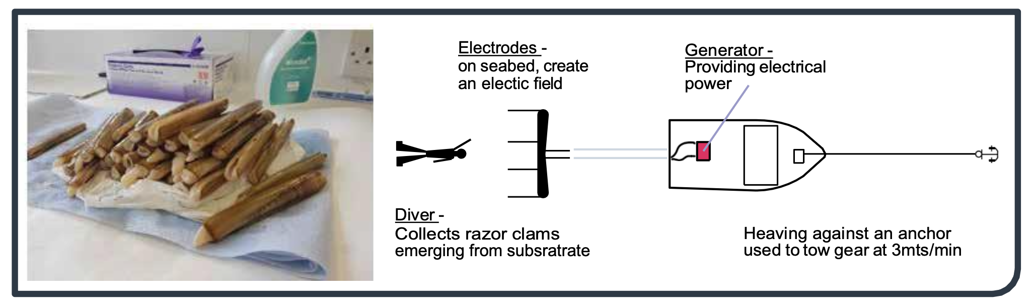 Process for electrofishing for razor clams.