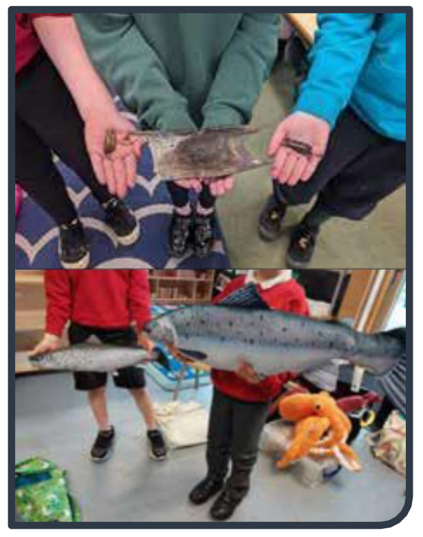 Photograph showing egg cases, Salmon and Trout on outreach visits.