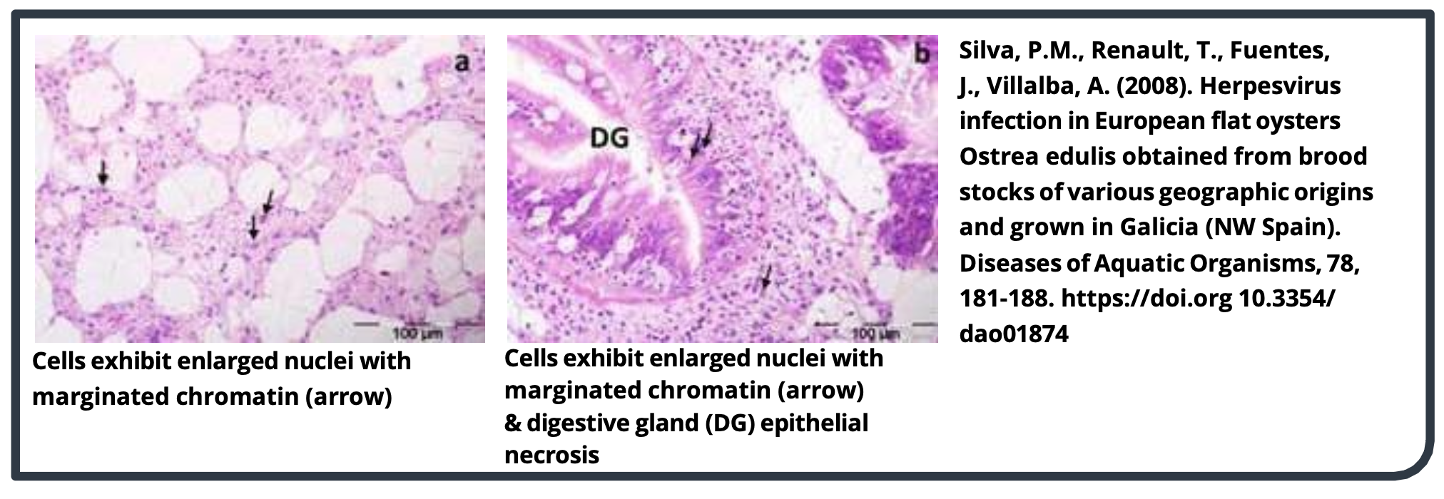 European flat oysters exhibiting herpesvirus infection.