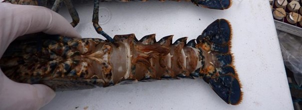 Showing reddened abdomen