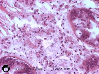 Bonamia ostreae of the European flat oyster - oyster haemocytes