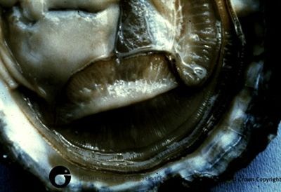 Bonamia ostreae of the European flat oyster